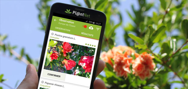 App per riconoscere Fiori, Piante e Foglie: PlantNet